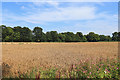 Field near Mountstephen Farm