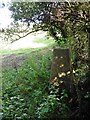 Trig point, above Hyatts Wood Road