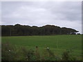 Grassland towards Greenmyre Wood