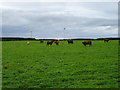 Cattle and wind turbines near Lothian