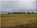 Cereal crop towards Longhill