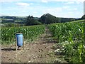 Public footpath through a field of maize