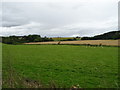 Sheep grazing near Rathen