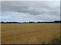 Cereal crop near Lonmay