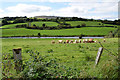 H4282 : Cattle in a field, Carrigans by Kenneth  Allen
