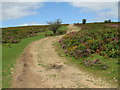 Track near Crowcombe