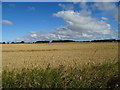 Cereal crop near Spillarsford