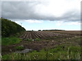 Potato field near Bridgend