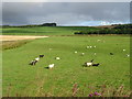 Sheep grazing towards the Water of Cruden