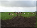 Cattle, Hillhead of Auchenton