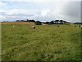 Grazing near Mains of Leask