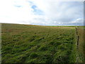 Hillside grazing near Upper Brogan