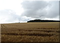 Cereal crop towards Artrochie