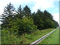 Woodland beside the A90