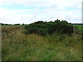 Overgrown farm track towards Hillhead