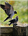 SD2161 : Adult and Fledgling Swallows by David Dixon