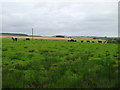 Rough grazing, West Auchries