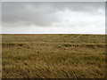 Cereal crop near Nether Brownhill