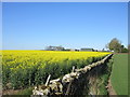 Yellow field at Turin