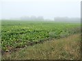TF7841 : Sugar beet field, south of Brancaster Field House by Christine Johnstone