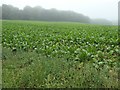 TF7942 : Sugar beet field, south of Long Plantation by Christine Johnstone