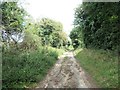 Track heading east to Bluestone Farm, South Creake