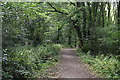 Footpath, Holmwood Common