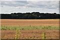 Field outside Nettlestead