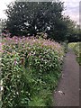 Proliferation of Himalayan Balsam, Bollin Valley Way