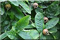 SO7113 : Fruit on a medlar tree by Philip Halling