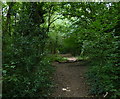 Path through Roundhill Wood