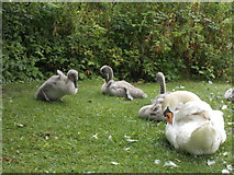 TL4856 : Swans at Cherry Hinton Hall Park by Peter S
