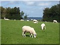 Sheep in field near Old Wigau Farm