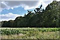 Great Livermere: Maize crop