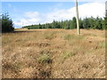 Power line through forest clearing