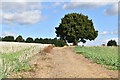 Tree by footpath