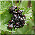 NT5029 : A cluster of bugs at Lindean Loch by Walter Baxter