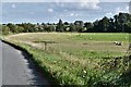 Bardwell: Large field with grazing sheep