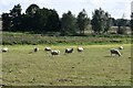 Bardwell: Large field with grazing sheep