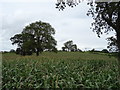 Maize crop and trees near Low Ellington