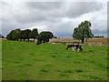 Grazing off Scroggs Lane (B6268)