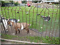 Animal menagerie at the Weir Cafe, Shrewsbury