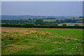 Witheridge : Grassy Field