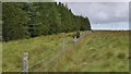 ND2345 : Edge of forestry near Camster, Caithness by Claire Pegrum