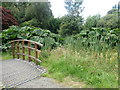 SH6071 : Footbridge and Gunnera plants, Penrhyn Castle Bog Garden by Eirian Evans