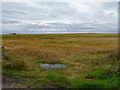 Crop field near Longhill