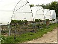 Polytunnels in Norwood Park