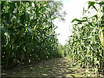 SK6656 : Footpath through the maize-2 by Alan Murray-Rust