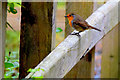 Friendly robin, Altdrumman