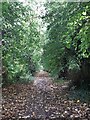 Lime Walk on a September afternoon